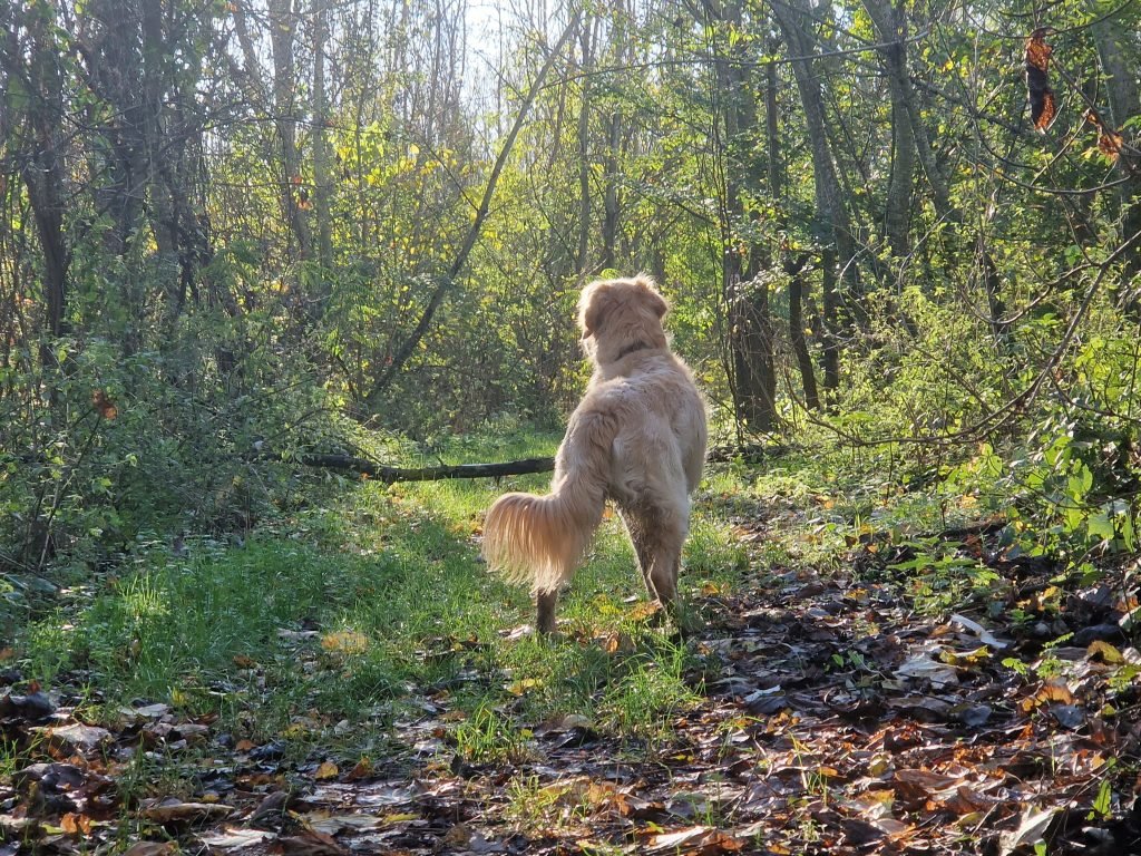 A VADEX MEZŐFÖLDI ZRT. LAKOSSÁGI TÁJÉKOZTATÓJA