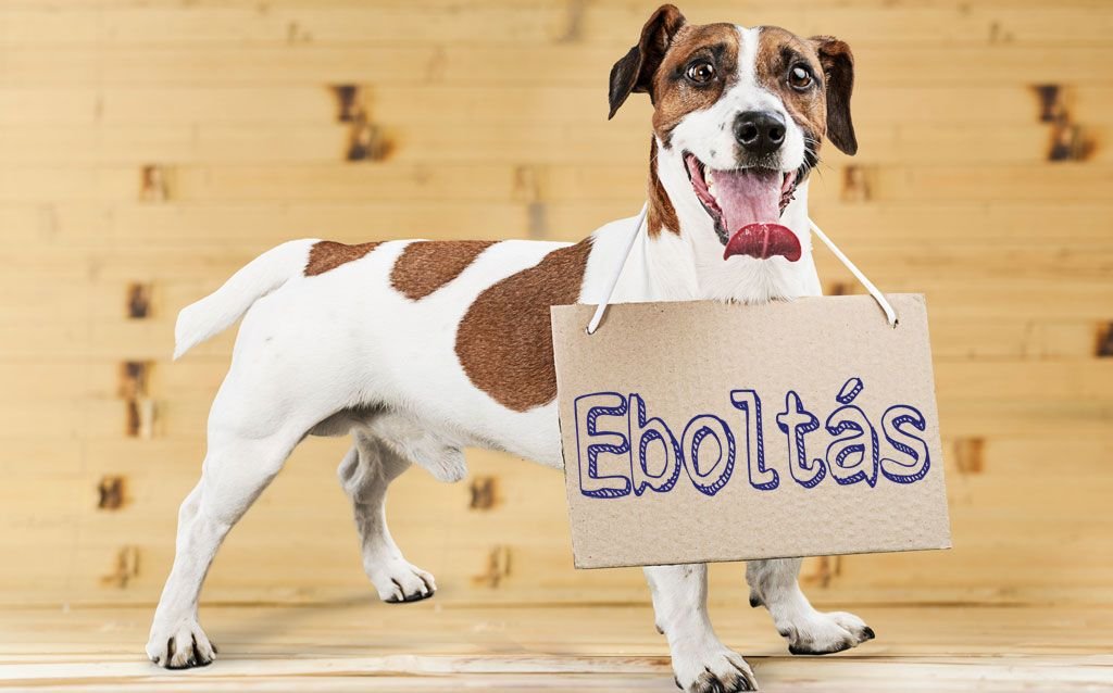 Eboltás